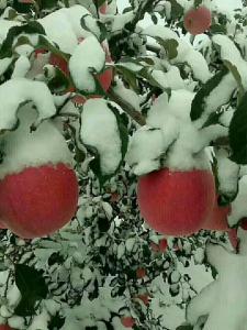 雪凍蘋果